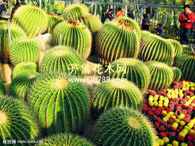 点击打开原图 仙人球