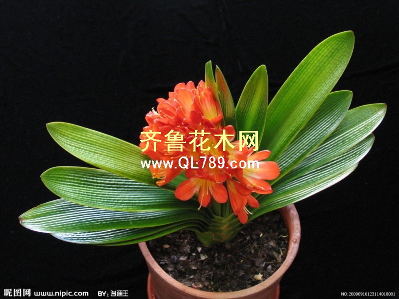 点击打开原图 君子兰