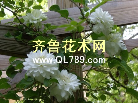 铁线莲的栽培和养殖方法