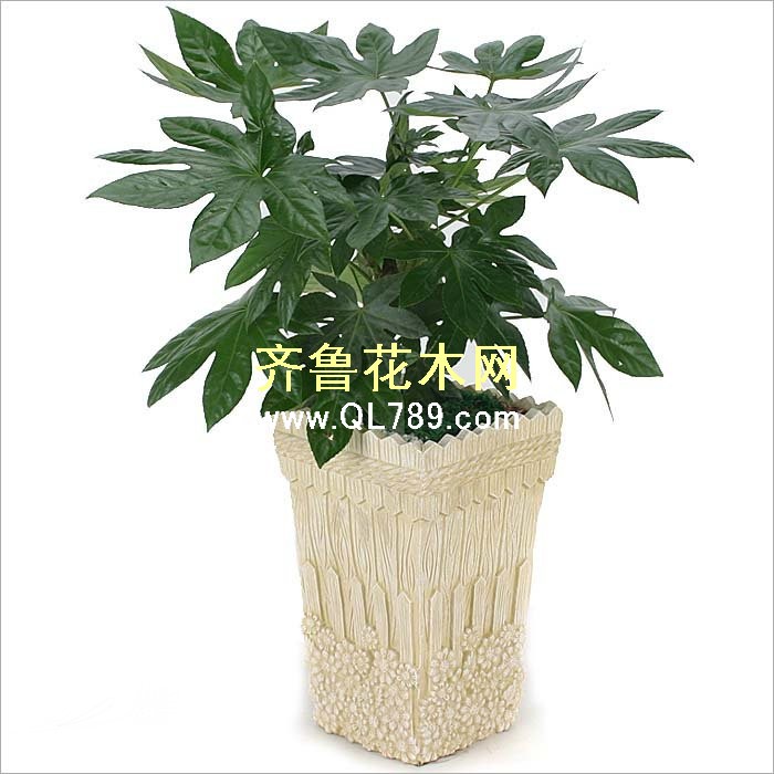 八角金盘的繁殖与栽培