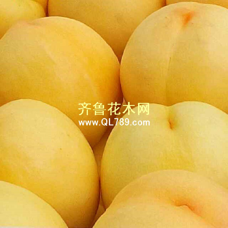 黄桃