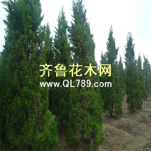 wKhQwFw9MPSEUSTlAAAAAJTPUgE836_副本