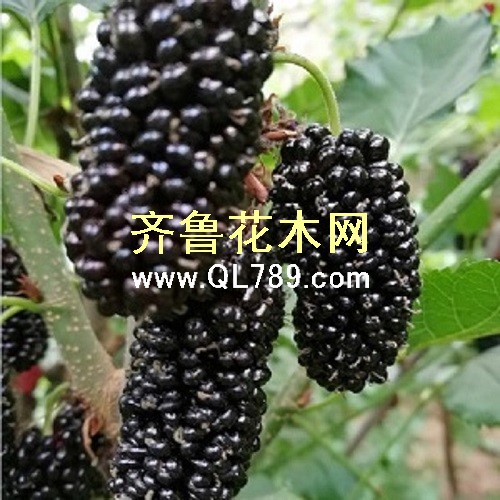 桑葚苗9小
