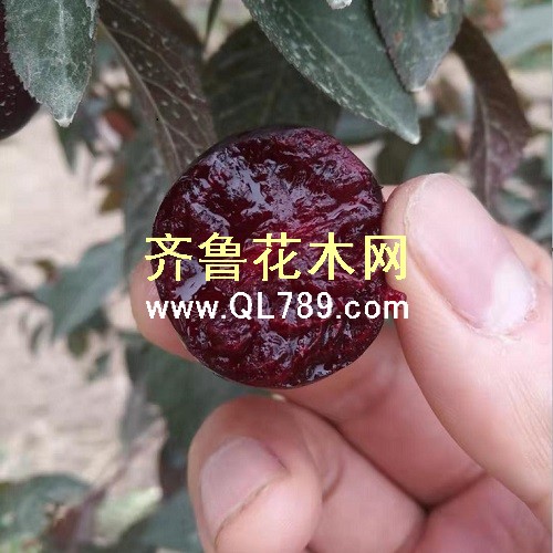 黑钙果小
