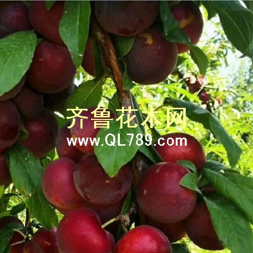 樱桃李1小