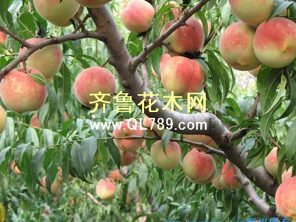 桃树