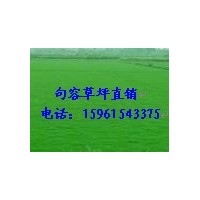 黑麦草混播，四季青草坪基地大量供应电话15961543375