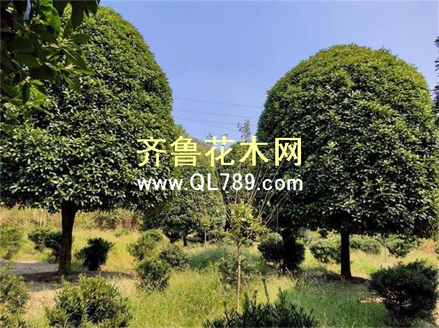 桂花(6)