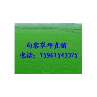 南京黑麦草混播草坪基地，草坪供应15961543375
